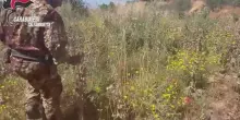 Papaveri da oppio in zona interdetta per frana di Niscemi
