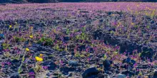 Usa, la rara fioritura nella Death Valley californiana