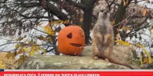 Repubblica Ceca, &egrave; febbre da zucca di Halloween