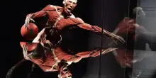 Morto Gunther von Hagens, medico inventore di plastinazione dei corpi