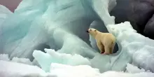 Norvegia, sveglia un orso bianco con la sirena della nave. Multato