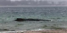 La balena Timmy verso la libert&agrave;, la megattera &egrave; entrata in Danimarca