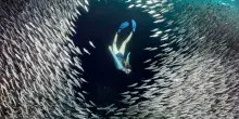 Sudafrica, migliaia di sardine morte sulle coste: colpa del virus Phv