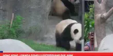 Hong Kong, i panda gemelli festeggiano due anni
