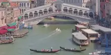 Venezia, delfino avvistato nel Canal Grande