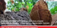 Cina, la valle delle farfalle di Honghe si risveglia