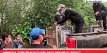 Indonesia, otto oranghi salvati dagli incendi nel Borneo