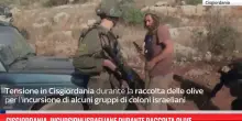 Cisgiordania, incursioni israeliane durante raccolta olive