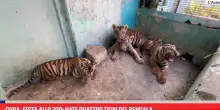 Cuba, festa allo zoo: nate quattro tigri del Bengala