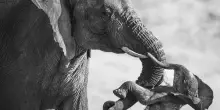 Wildlife Photographer of the Year, vince l&rsquo;italiano Federico Veronesi