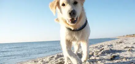 A Milano Marittima arriva 'Dog Parade', un week end dedicato ai cani