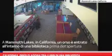 California, orso si aggira tra i libri di una biblioteca