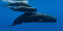 Mediterraneo, i capodogli usano 'dialetti' diversi in varie zone