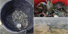 Pesca, profonda crisi per le vongole nell&rsquo;Alto Adriatico: le cause