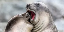 Nikon Comedy Wildlife Awards, ecco gli scatti dei 40 finalisti