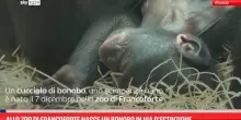 Allo zoo di Francoforte nasce un bonobo in via d&rsquo;estinzione