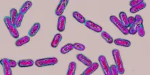 Clostridium difficile, i sintomi dell'infezione e come si cura
