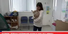 Giappone, ospedale veterinario accoglie sfollati e animali