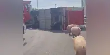 Reggio Emilia, camion si ribalta: maiali in strada