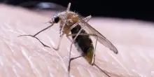 Virus West Nile: turista ricoverata nel Barese, tre casi in Abruzzo