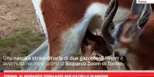 Torino, al Bioparco Zoom nate due gazzelle di Mhorr