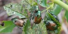 Popillia japonica a Milano, perch&eacute; &egrave; arrivata in anticipo e cosa fare