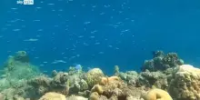 Maldive militare muore durante immersione per recupero corpi