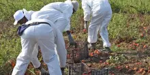Lavoro nero e caporalato, da agricoltura a edilizia: settori coinvolti