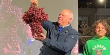 Grappolo d'uva da record in una sagra nel barese: pesa oltre 6 kg