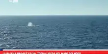 La balena Timmy &egrave; salva, torna libera nel Mare del Nord