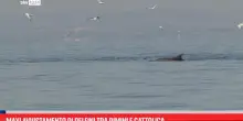 Maxi avvistamento di delfini tra Rimini e Cattolica
