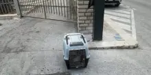 Erice, cane morto in un trasportino abbandonato davanti a una chiesa