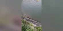 Narni, capriolo salvato nel canale di Recentino