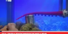 Italia, creato il braccio robotico che imita il polpo