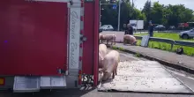 Camion carico di maiali si ribalta nel Reggiano, animali in fuga VIDEO