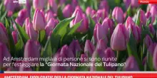 Amsterdam, fiori gratis per Giornata Nazionale del Tulipano