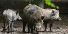 Trentino, via libera alla caccia al cinghiale con arco e frecce