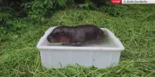 Berlino, primo bagno allo zoo per la cucciola di ippopotamo