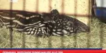 Germania, nato raro tapiro malese allo zoo