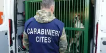 Beagle maltrattati per sperimentare farmaci, denunciata multinazionale