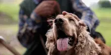 Giornata del cane, i dati sull'abbandono estivo