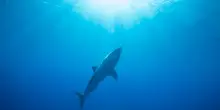 Avvistato Contender, lo squalo bianco pi&ugrave; grande dell'Atlantico