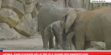 Vienna, baby elefante nello zoo si bagna per rinfrescarsi
