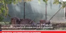 Zoo di Praga, nati cinque cuccioli di ghepardo