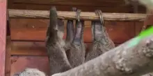 Torino, fiocco azzurro al Bioparco: &egrave; nato un baby bradipo