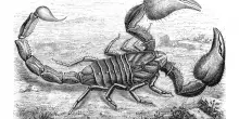 Lo scorpione pi&ugrave; grande mai vissuto era grande come una mazza baseball