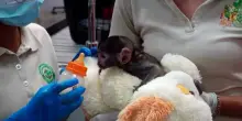 Messico, il peluche che fa da mamma alla scimmietta Yuji
