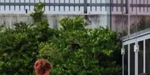 Sinner &egrave; arrivato al J Medical per le visite. VIDEO
