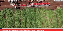 Turchia, pomodori essiccati al sole oltre i 40 gradi