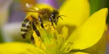 Giornata delle api, come trasformare i balconi in oasi di biodiversit&agrave;